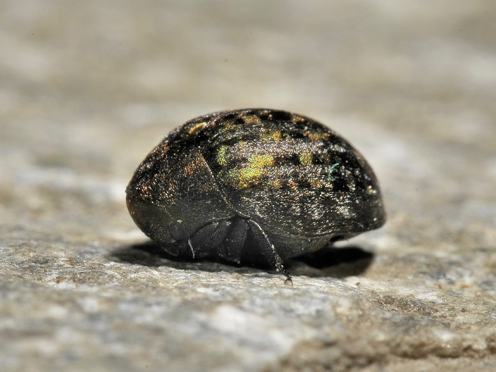 Cytilus sericeus (Byrrhidae)